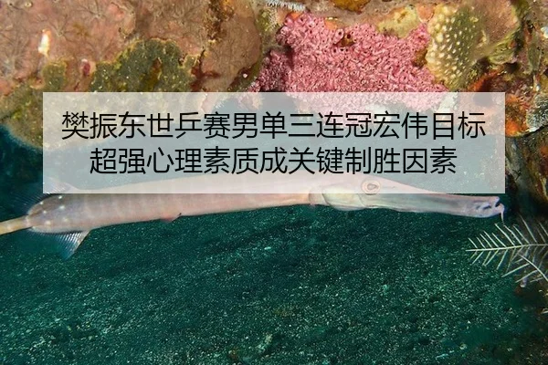 樊振东世乒赛男单三连冠宏伟目标 超强心理素质成关键制胜因素